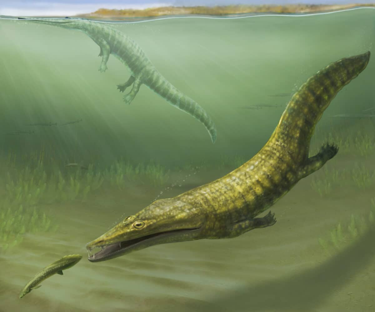Ancient Marine Amphibians