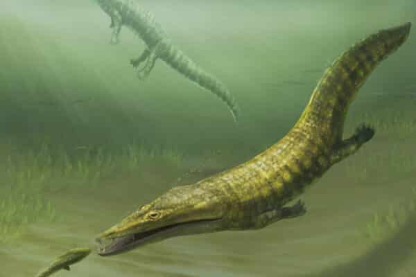 Ancient Marine Amphibians
