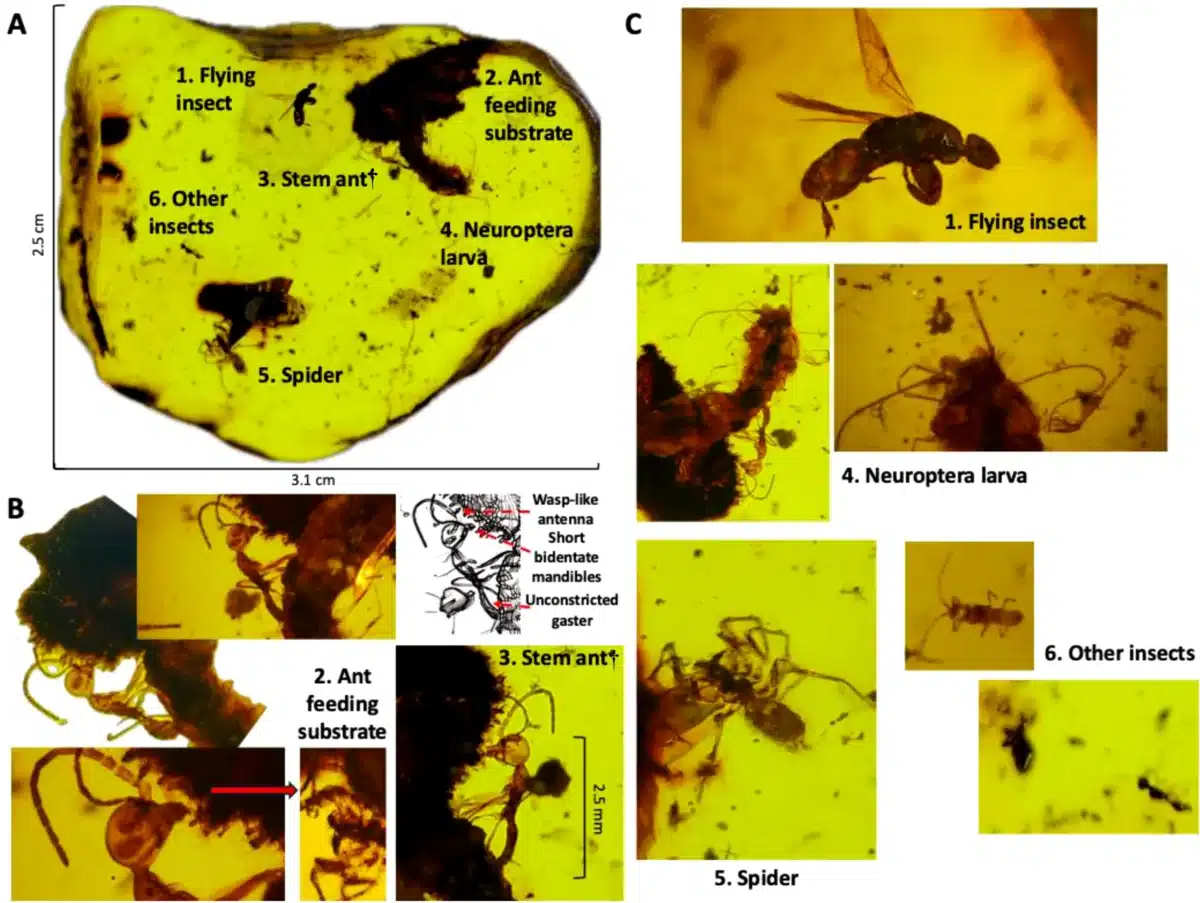 A 99-million-year-old snapshot of an ant in action. 