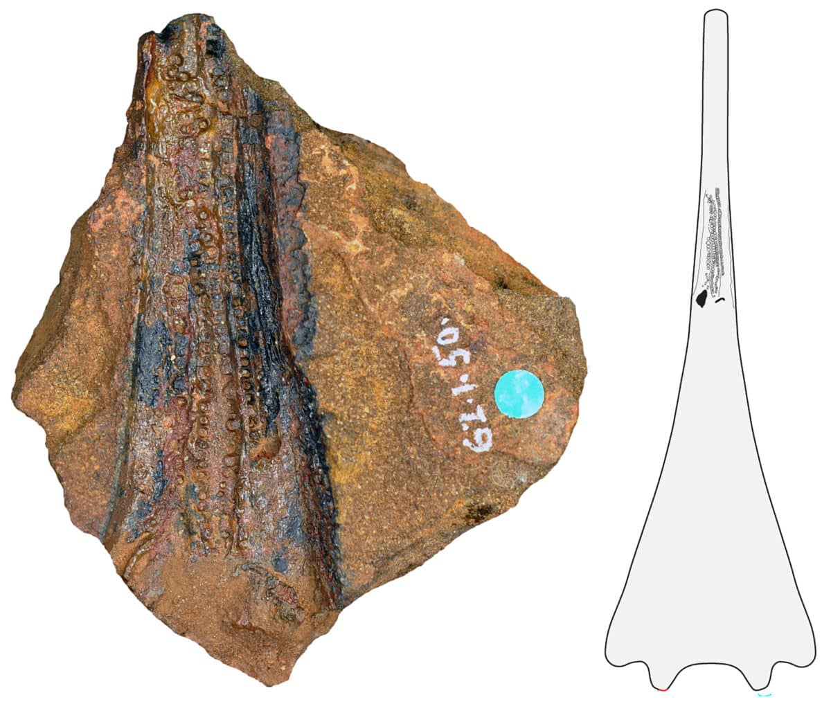 ancient amphibian fossil