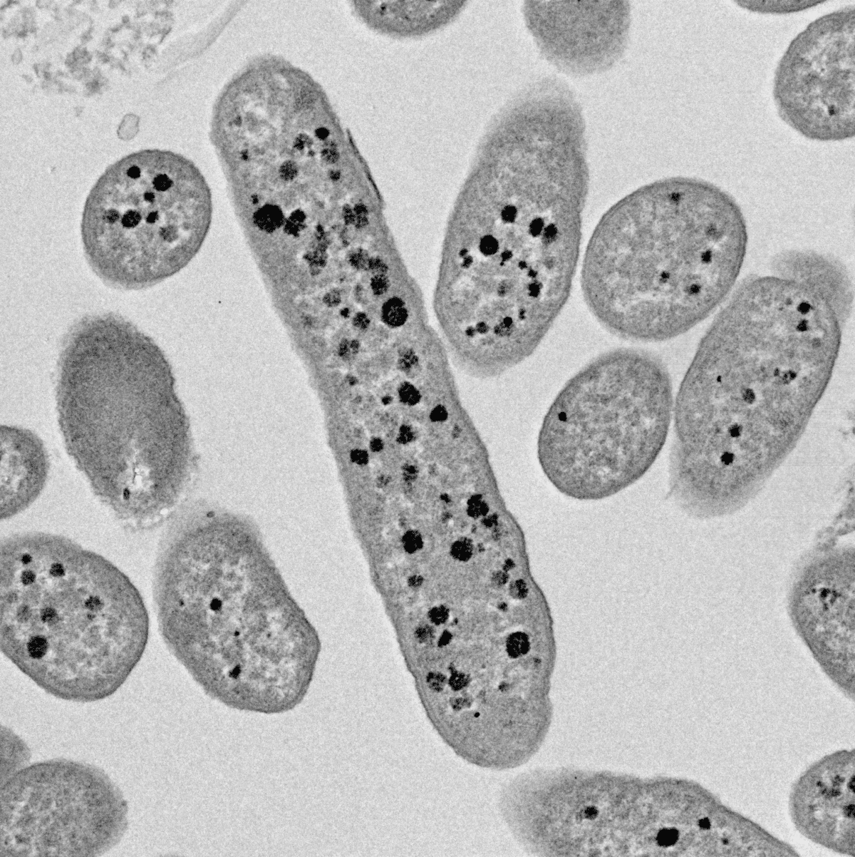 Bacteroides thetaiotaomicron