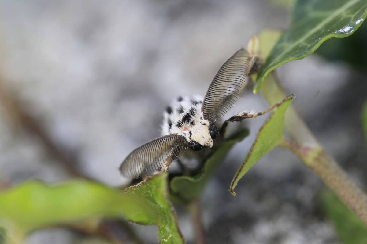 Black Arches moth. Credit Dr Emmanuelle Briolat