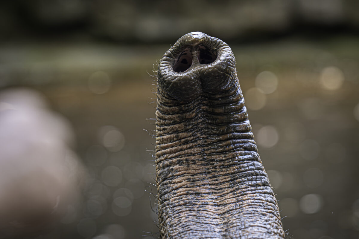 Elephant trunk whiskers