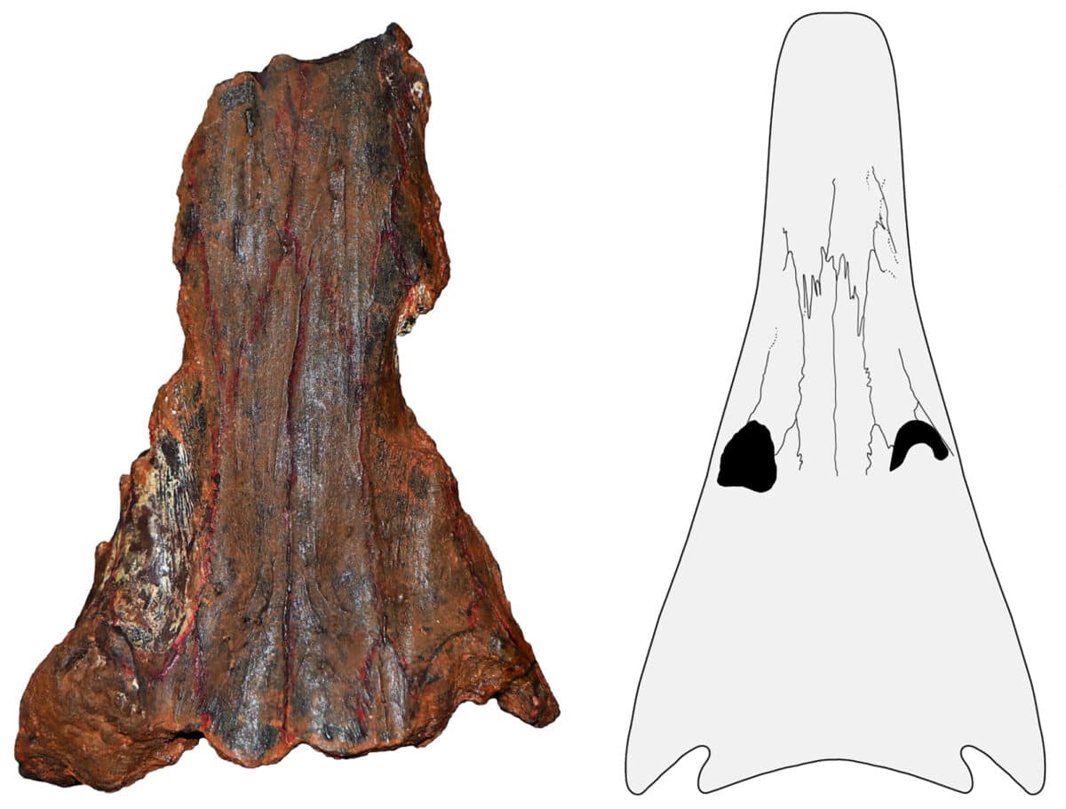 250 million year old marine amphibian