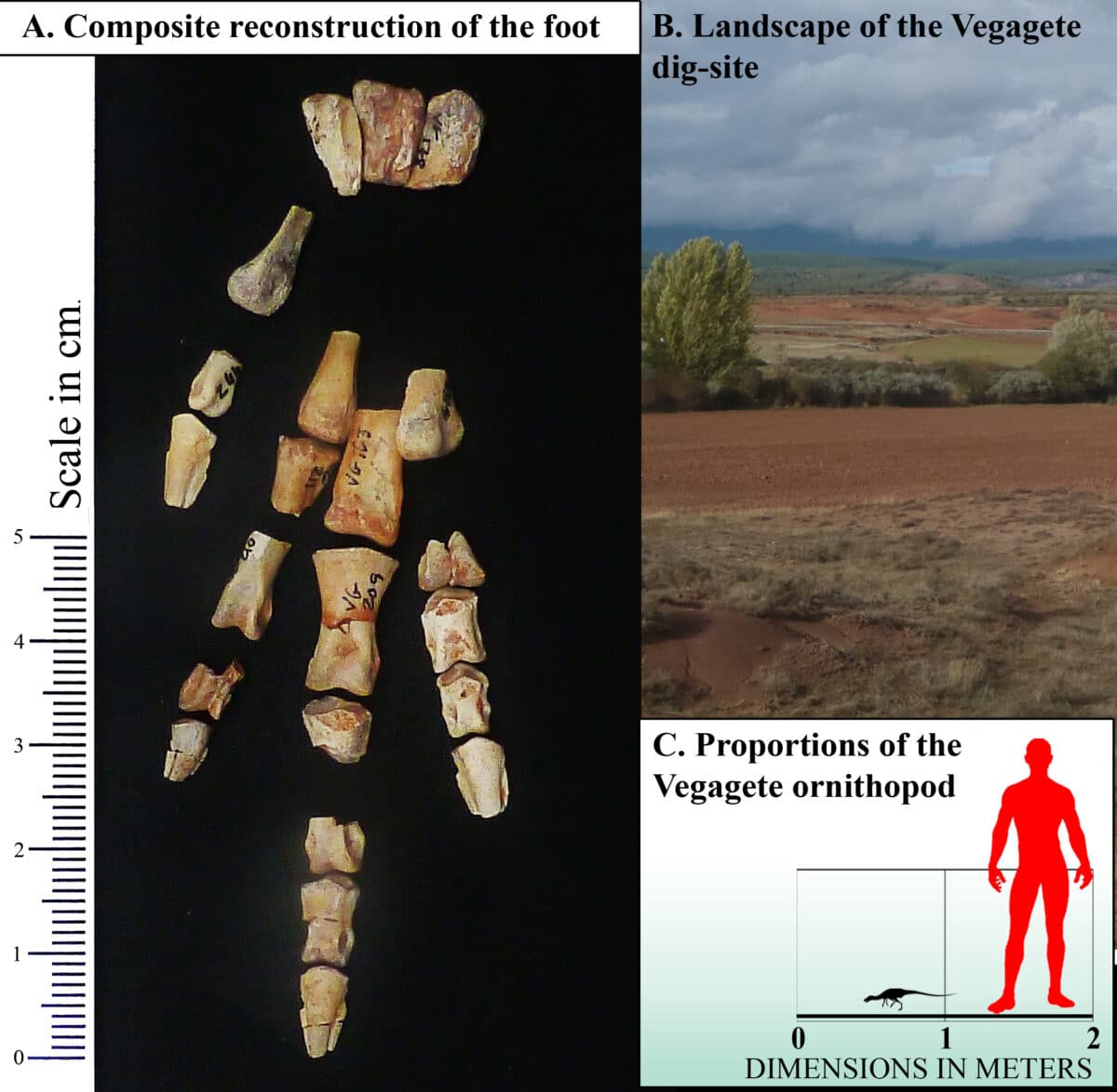 Composite image of the foot skeleton of Foskeia pelendonum