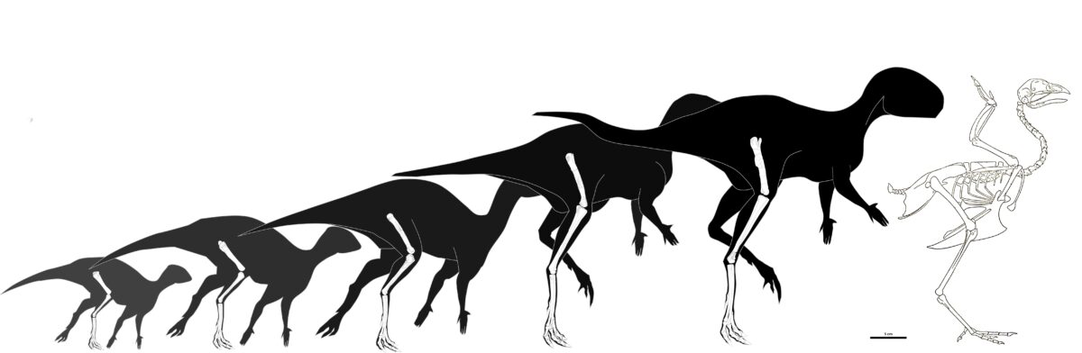 Growth trajectory of Foskeia pelendonum, compared to an adult chicken. This trajectory is based on differently sized bony elements and their histology. Note the proportionally smaller forelimbs in the more mature individuals.