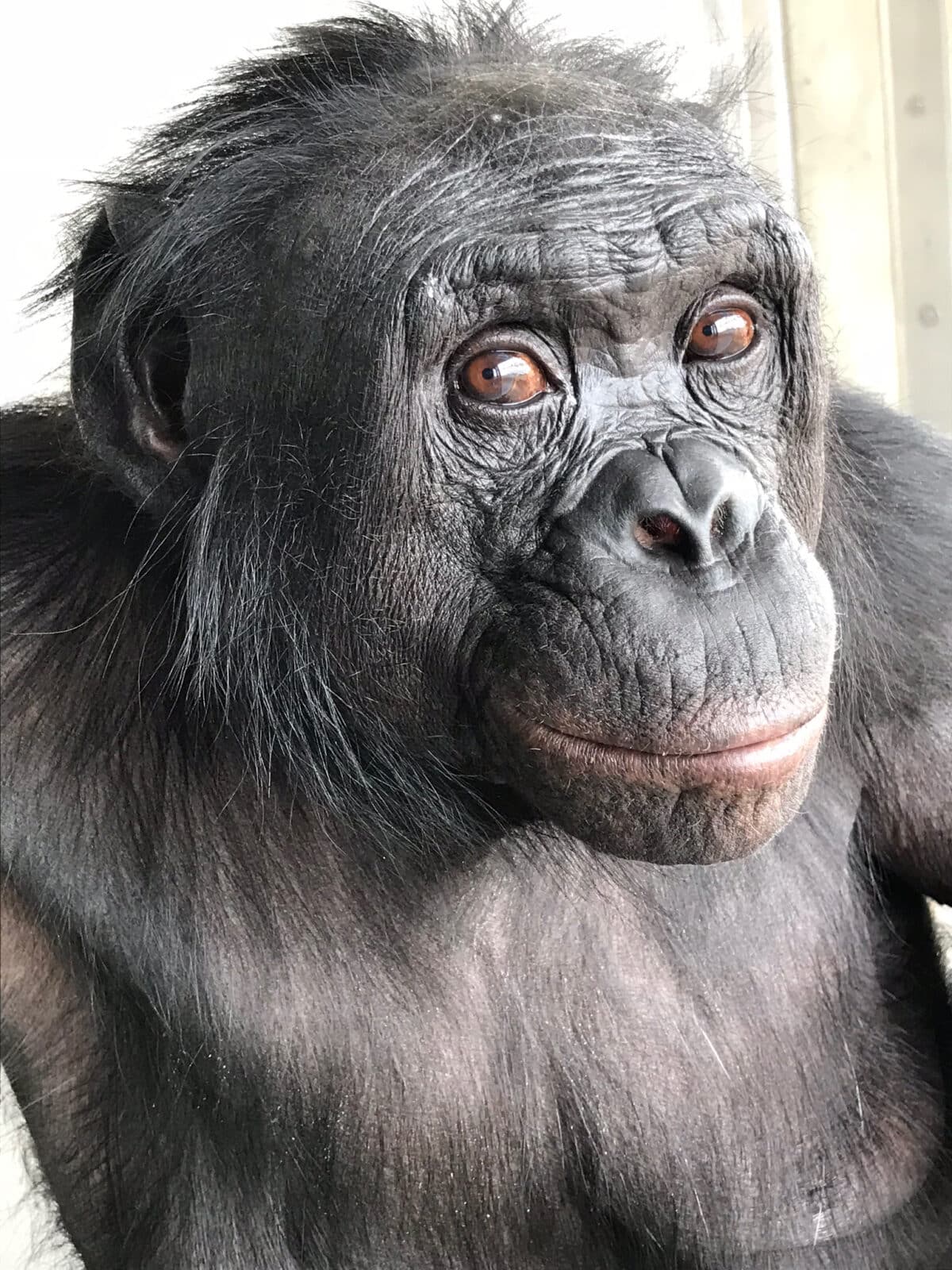 ape imagination
