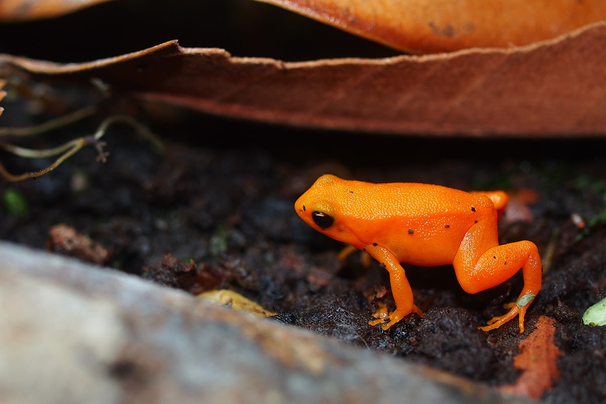 frog