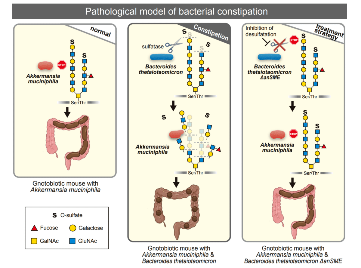 Pathological model of bacterial constipation