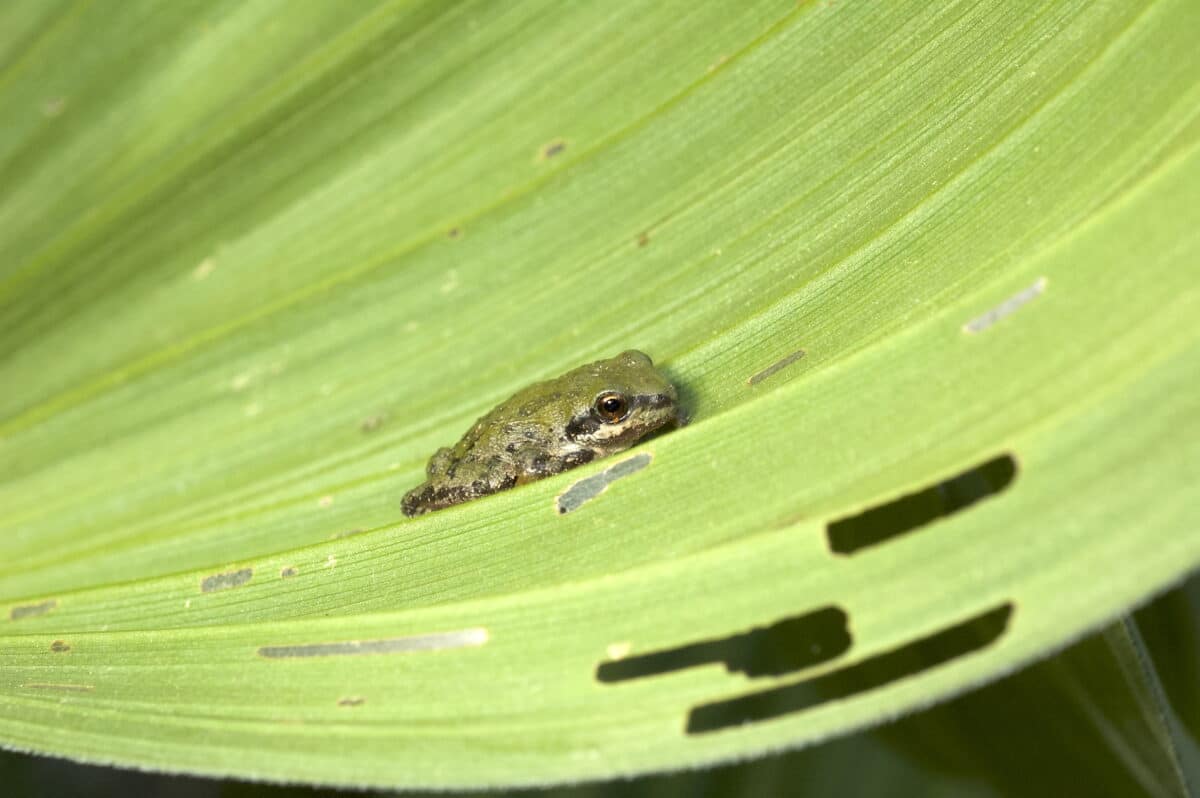 frog love songs