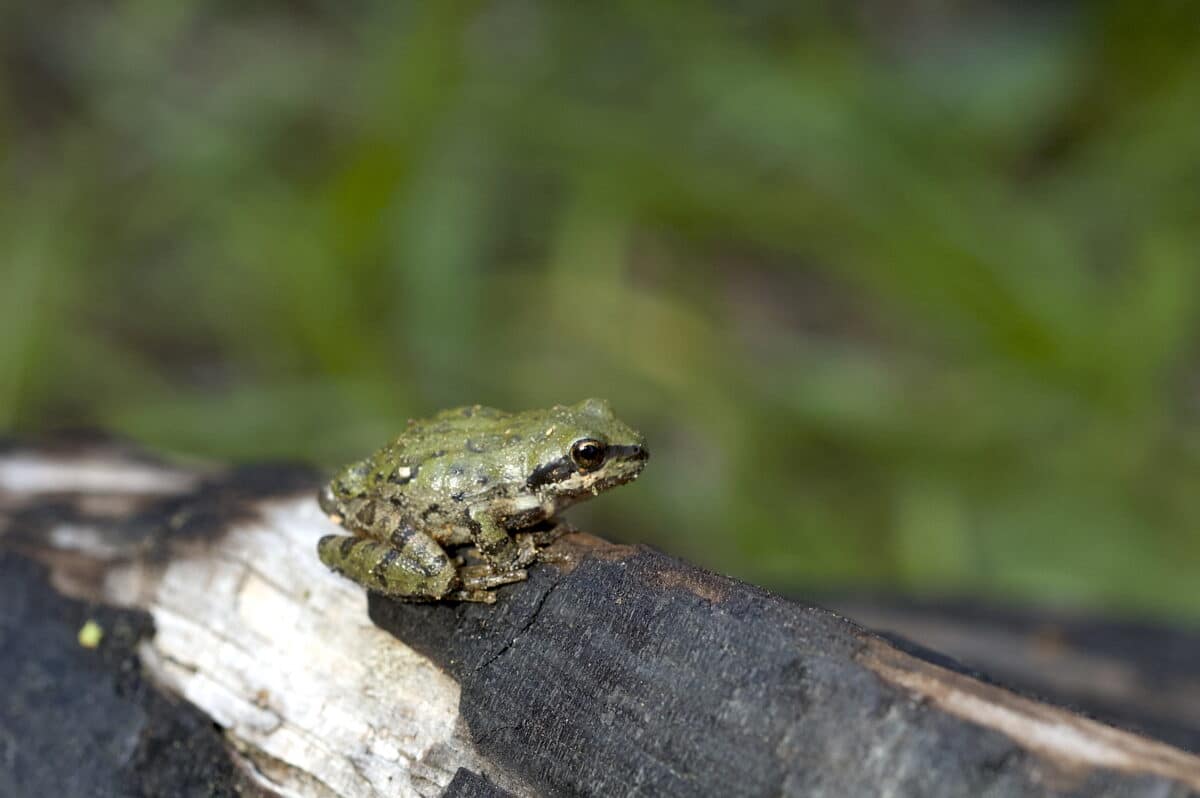 Pseudacris sierra.jpg