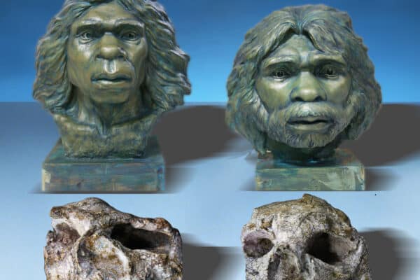 Yunxian Homo erectus