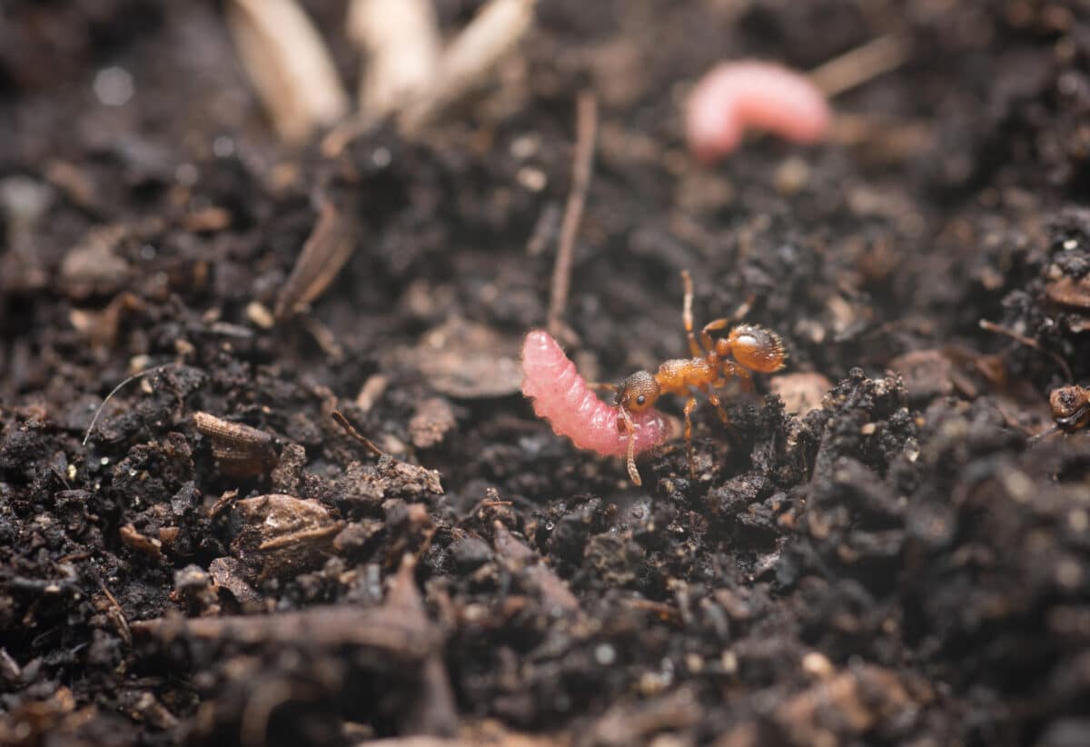 ant