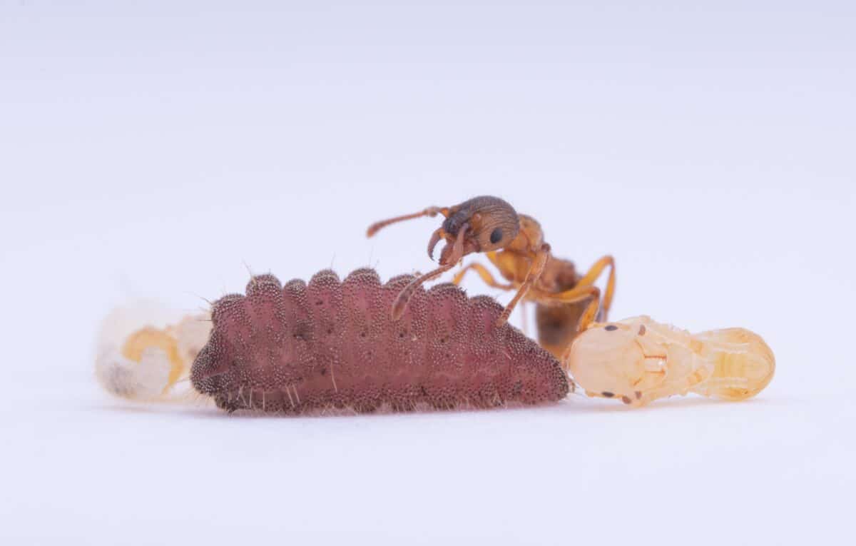 ant