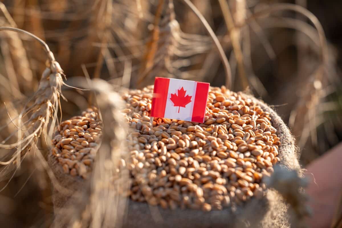canada wheat heat