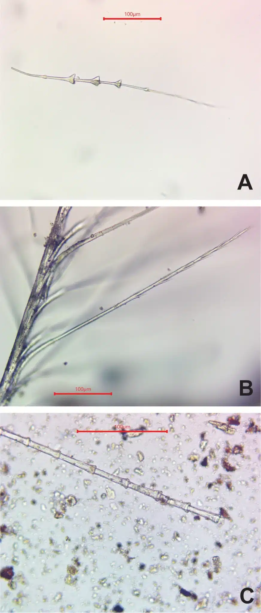 feather fragments