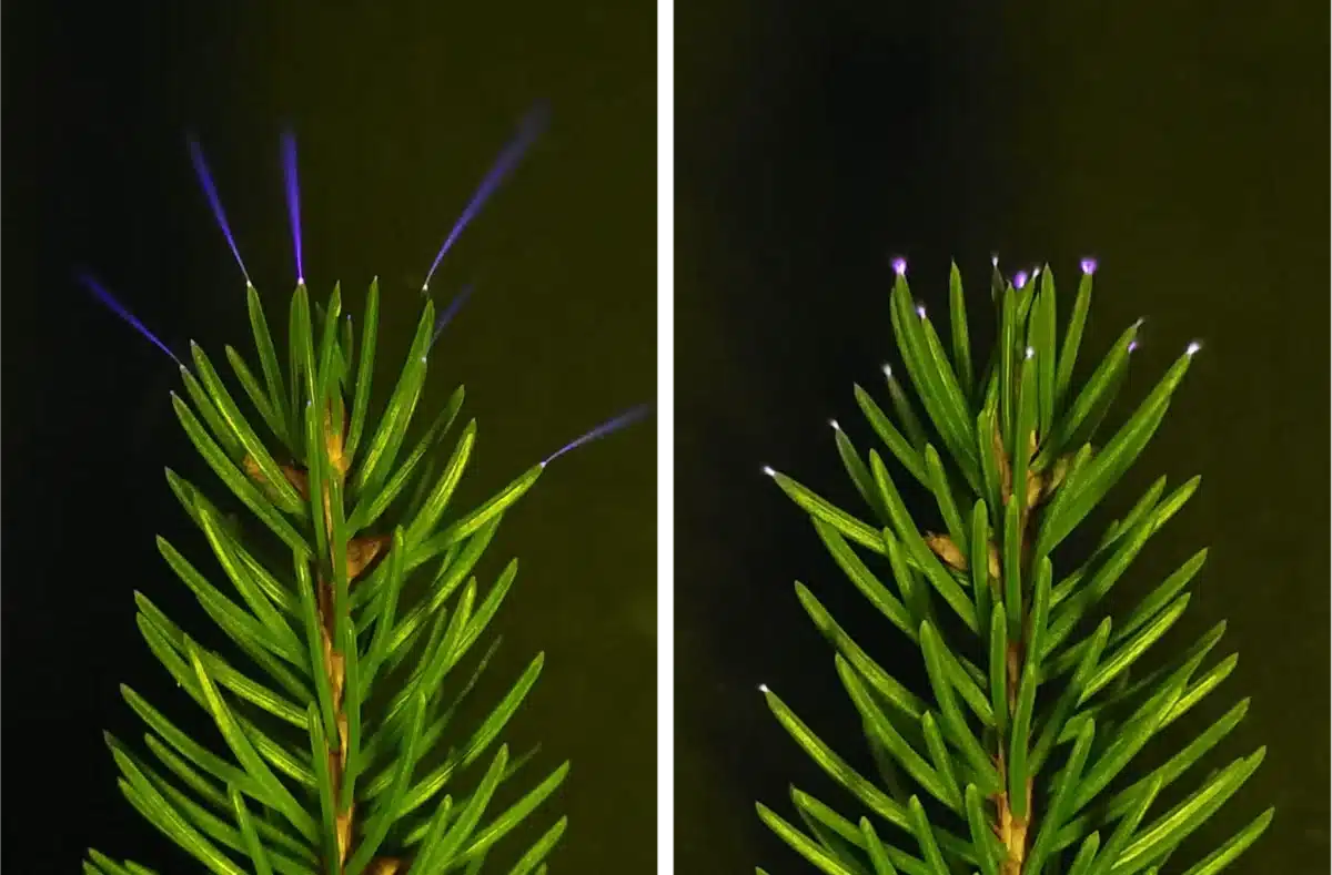 glowing tree