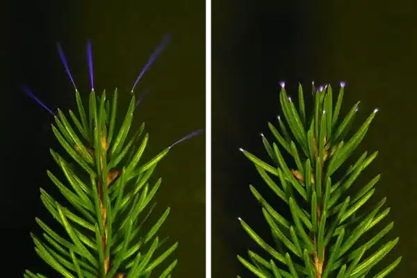 glowing tree