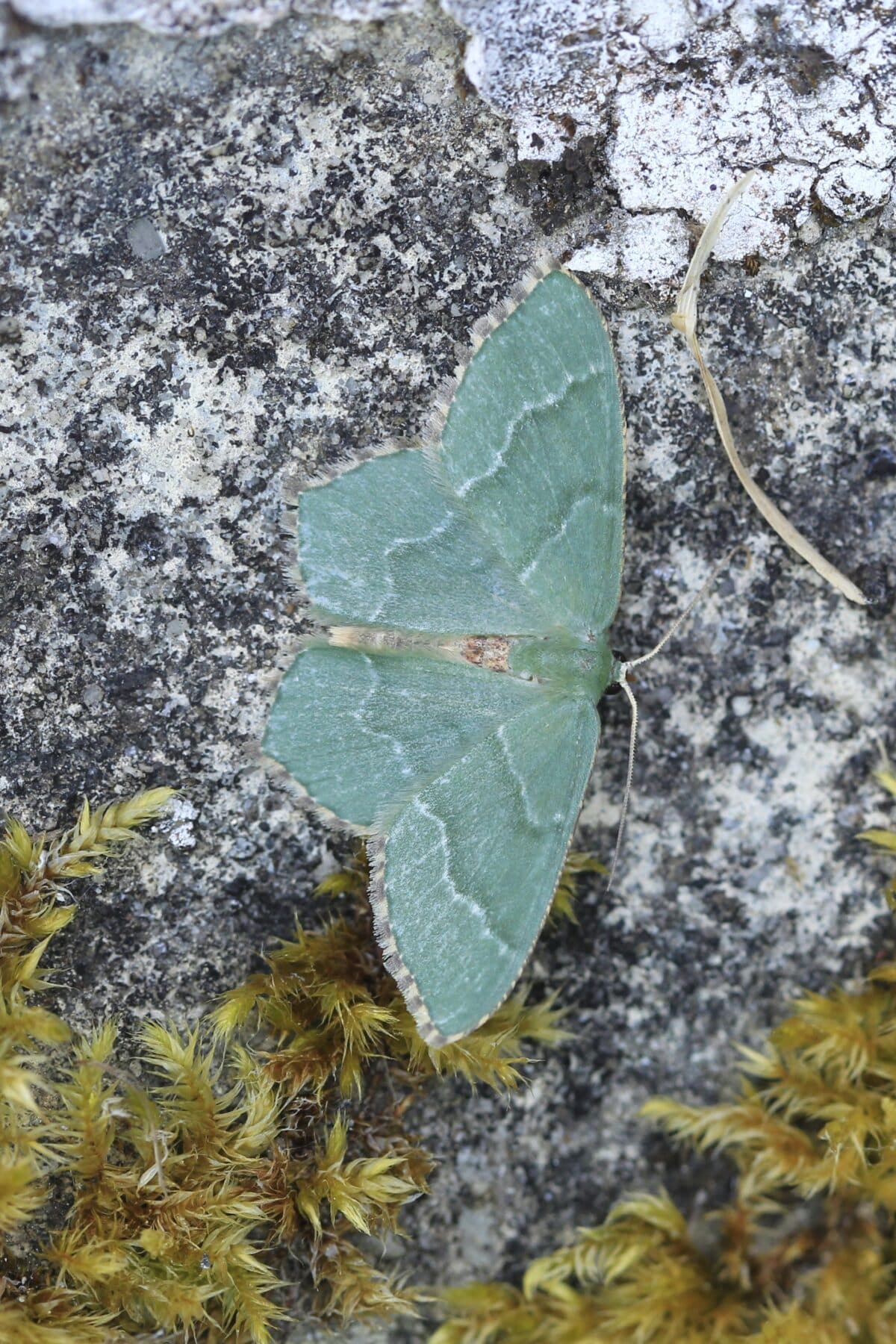green moth