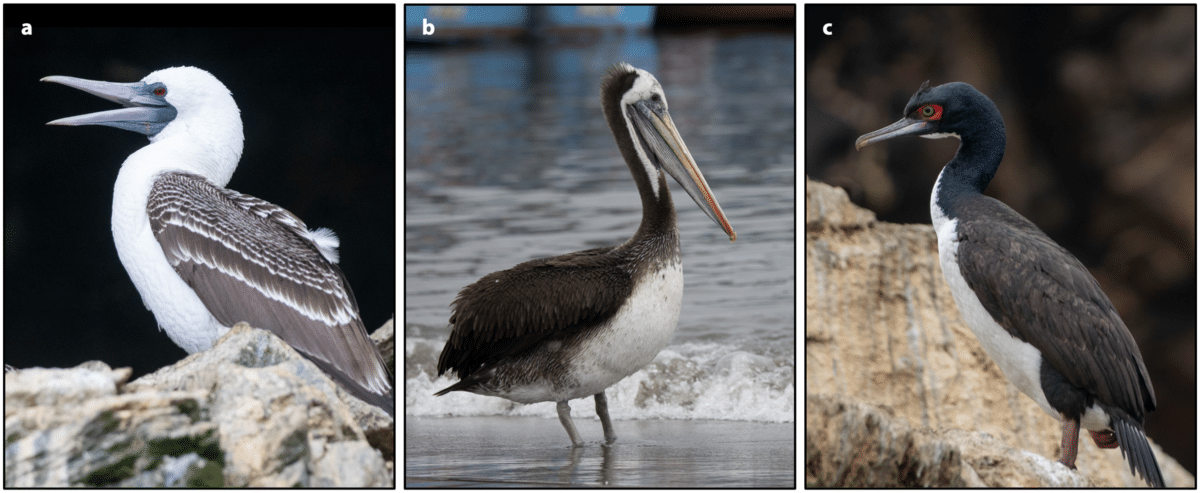 guano-producing bird species