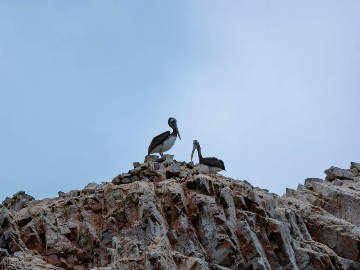 Peruvian,Pelican,(pelecanus,Thagus),Walk,Among,The,Rocks,In,The