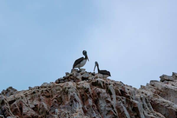peruvian pelican