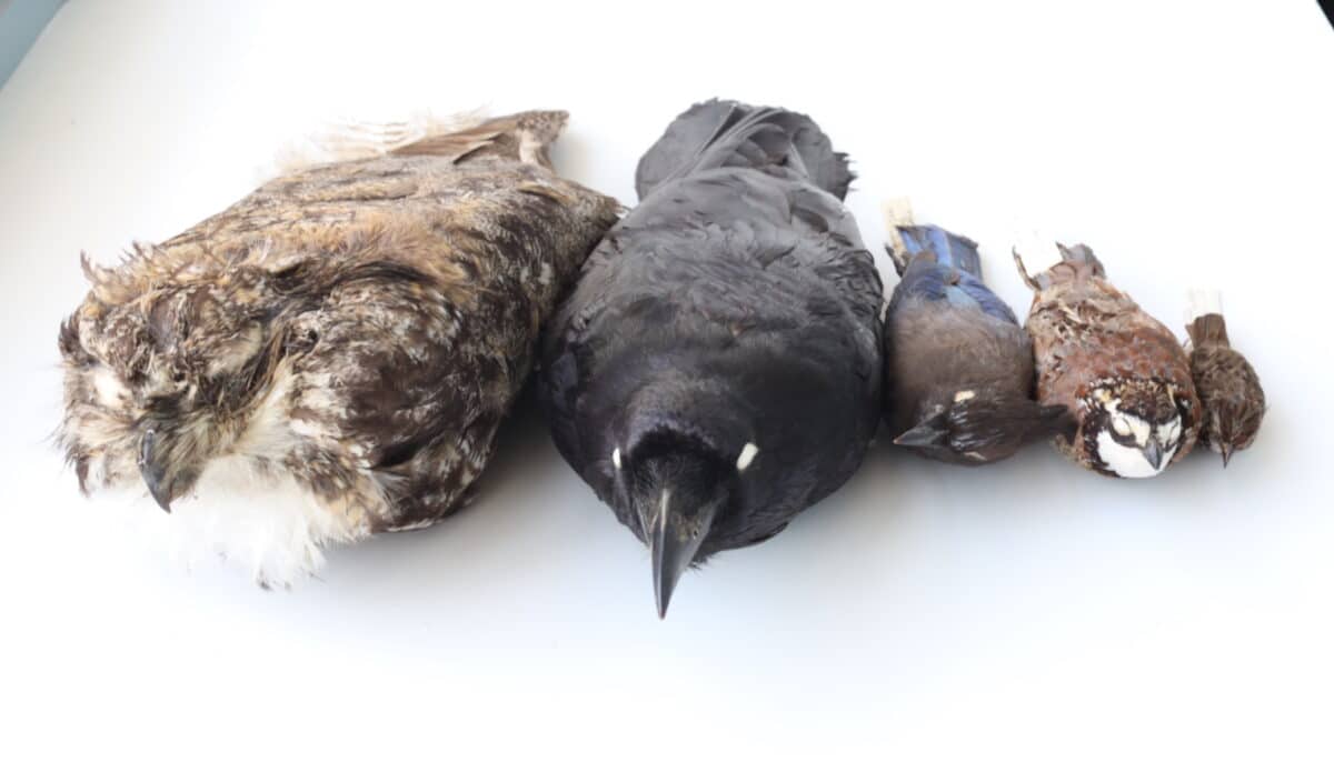5 bird specimens