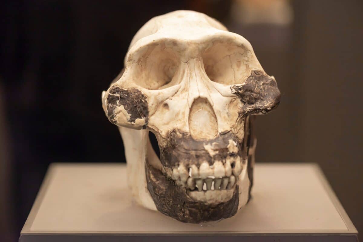 Australopithecus