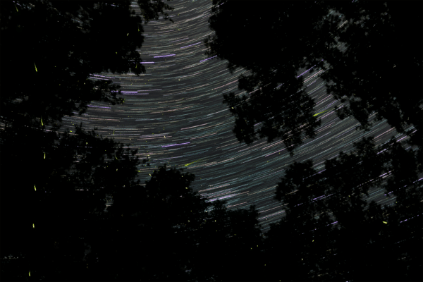 Fireflies twinkle against a backdrop of stars in Congaree National Park.