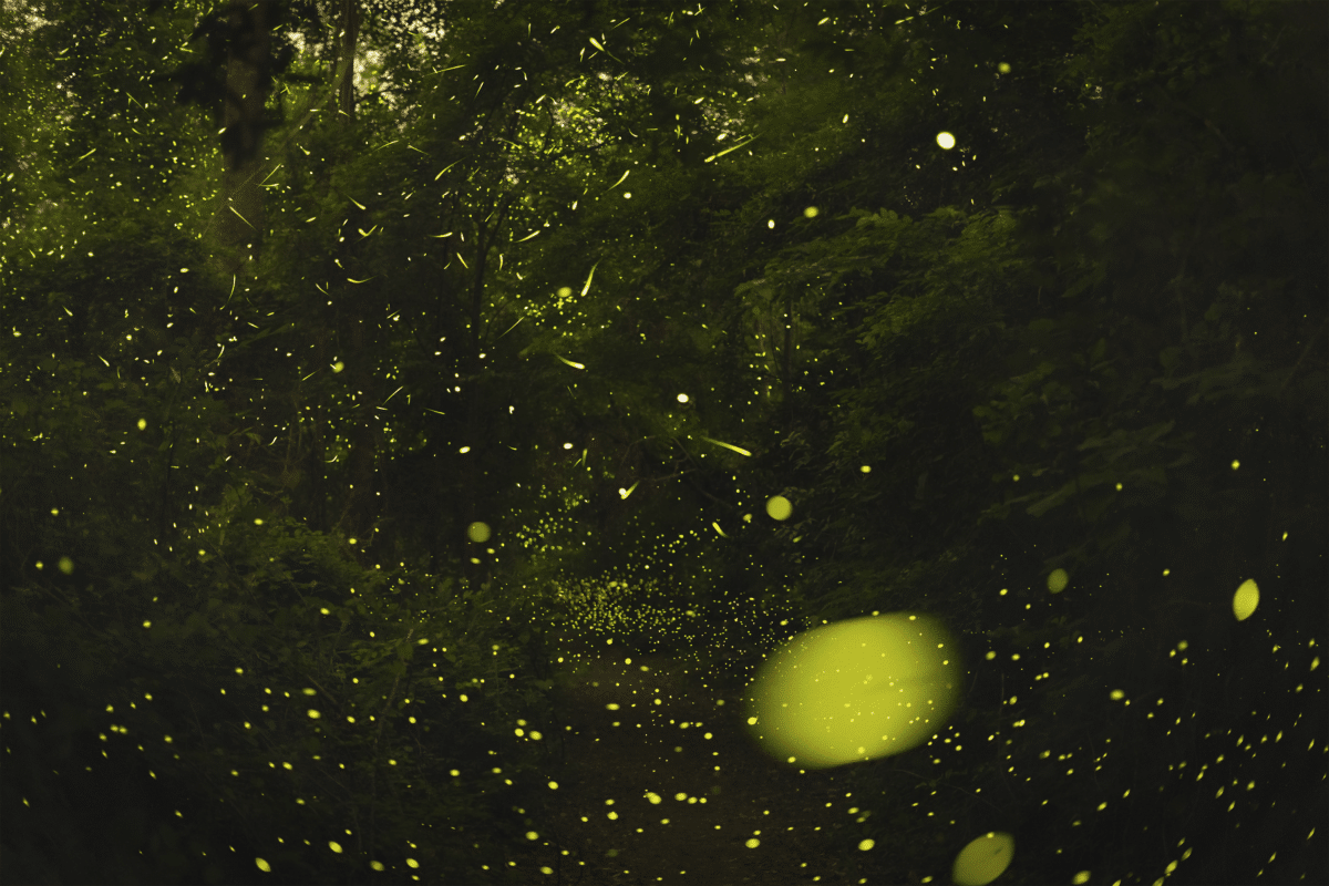 Long-exposure photo of a firefly swarm in Congaree