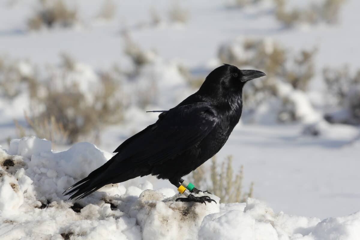 raven with gps