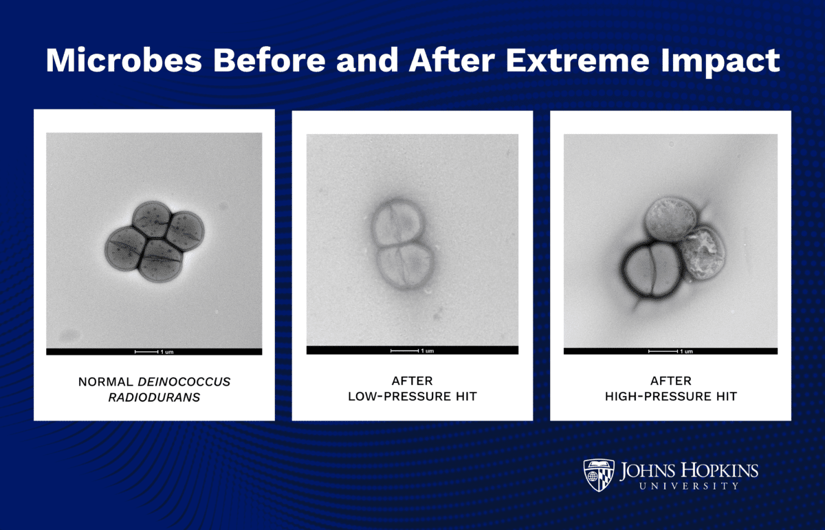 microbes space travel
