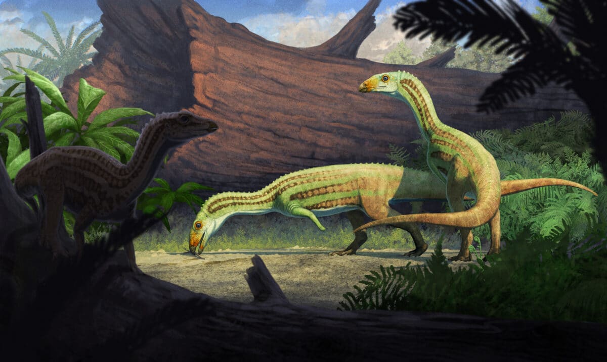 Sonselasuchus