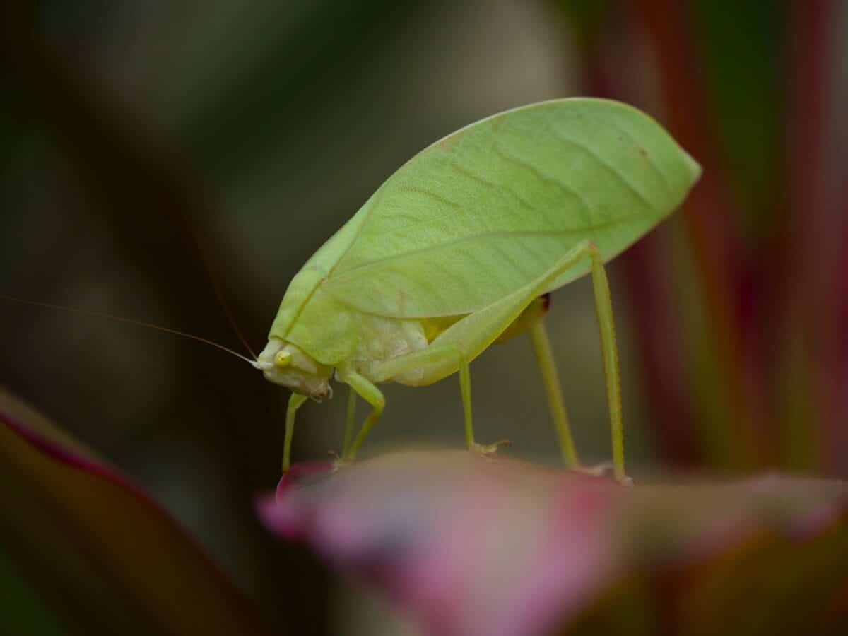 Arota festae (pink katydid) after turning green