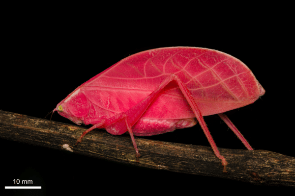 Arota festae (pink katydid)