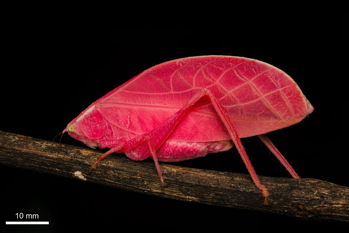Arota festae (pink katydid)