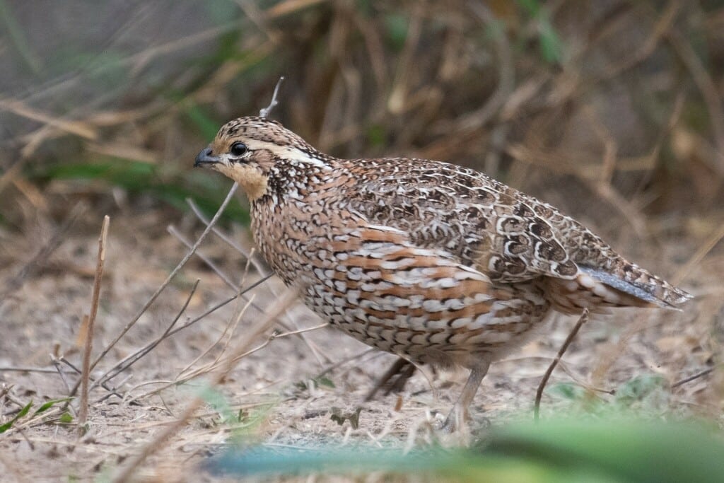 bird