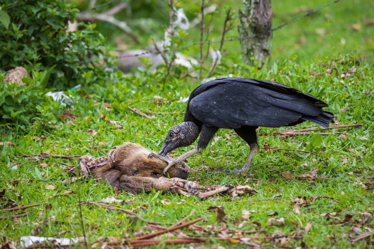 vulture eating