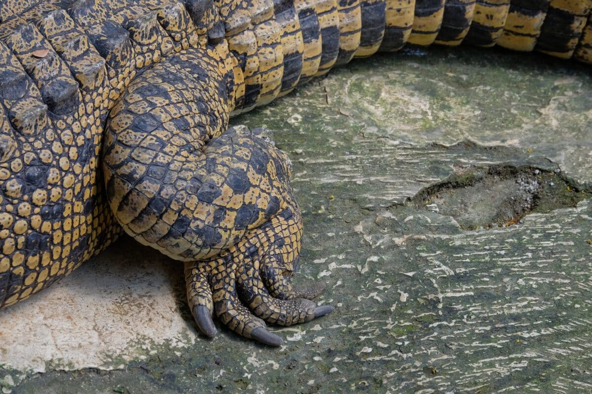 Closed,Up,Of,Crocodile,Legs,And,Tail.the,Crocodile’s,Hind,Legs
