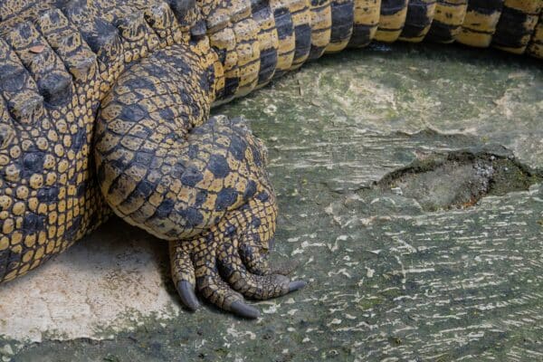 crocodile legs