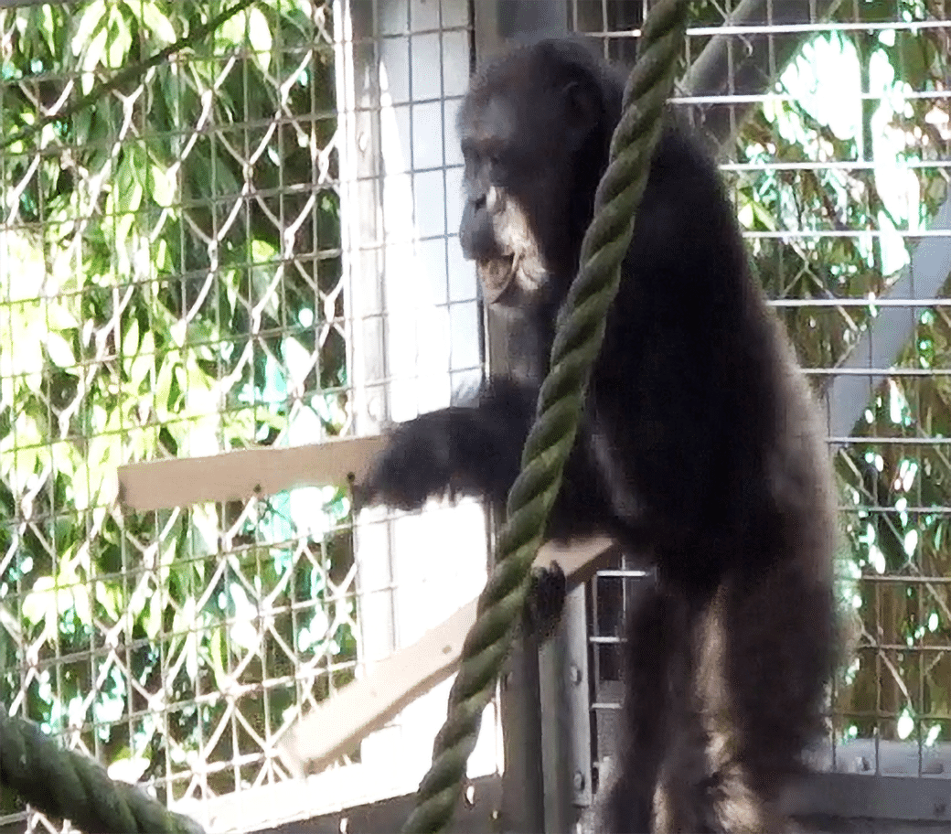 chimp drumming