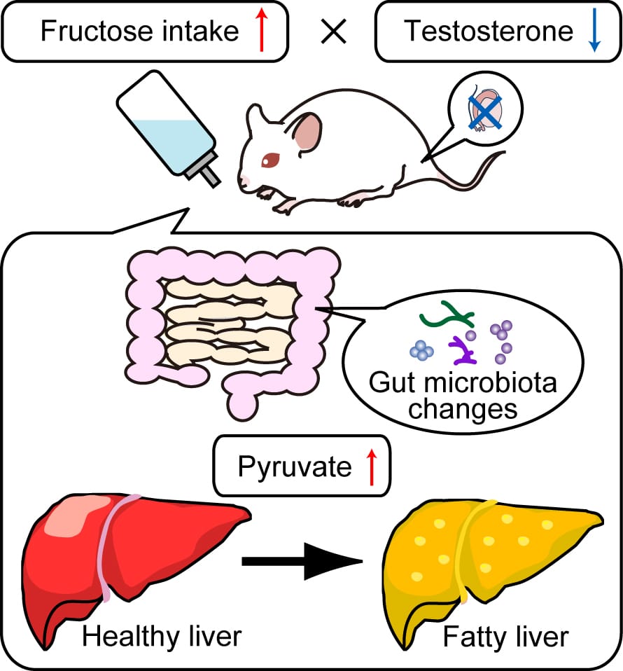fructose testosterone
