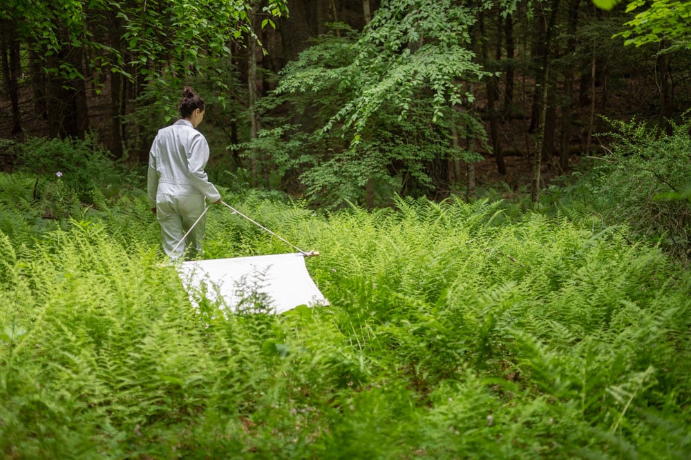 looking for ticks
