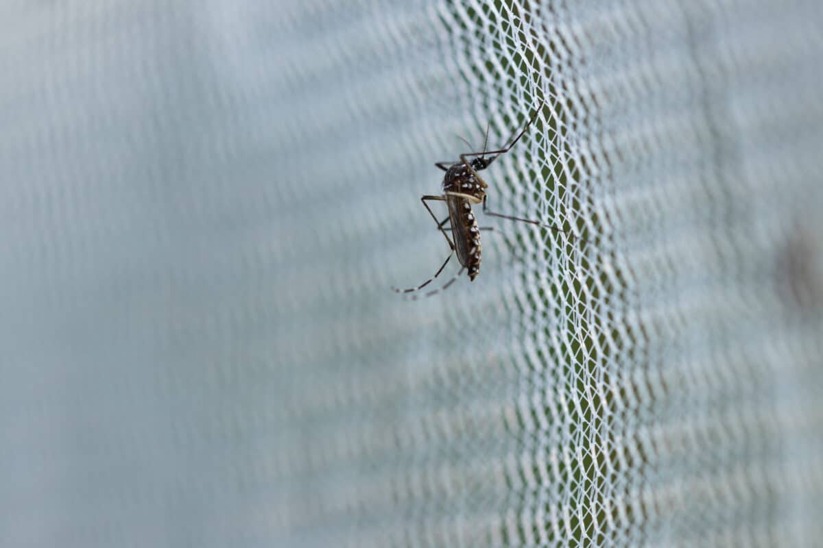 Aedes aegypti Mosquito