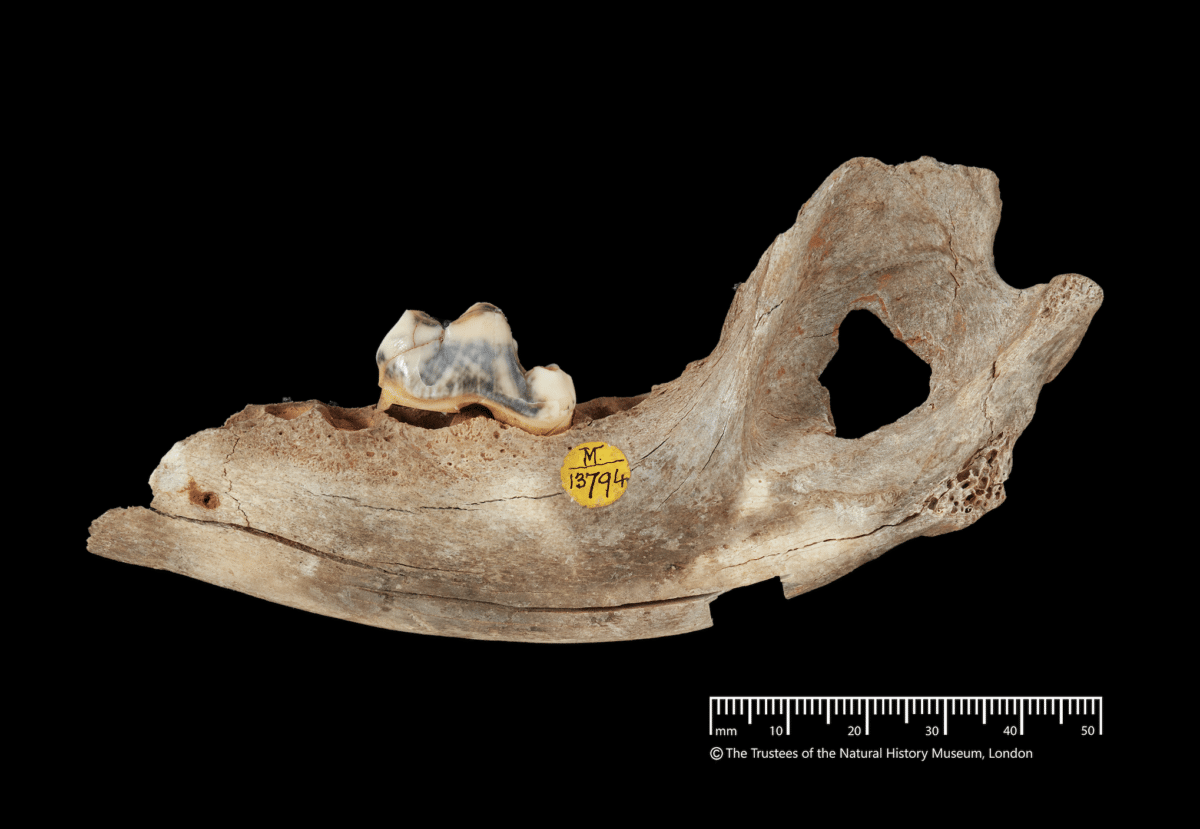 old dog jaw