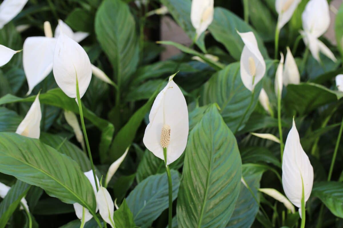 Blooming,Peace,Lilies,In,Sunny,November