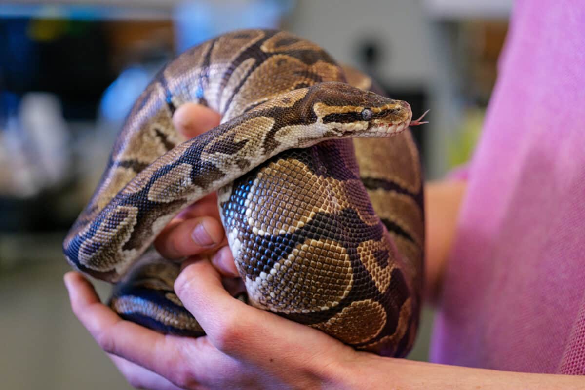 python