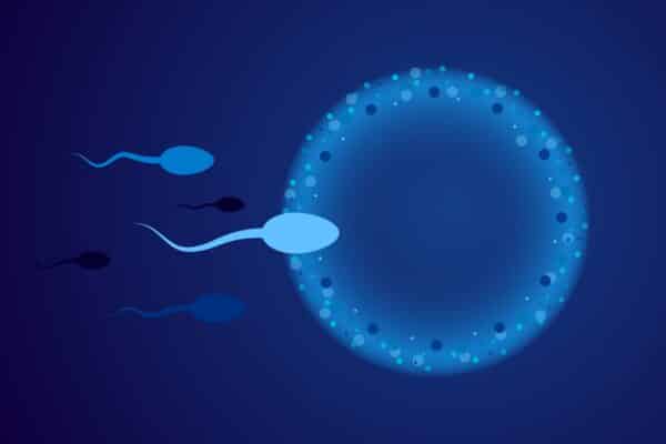 sperm