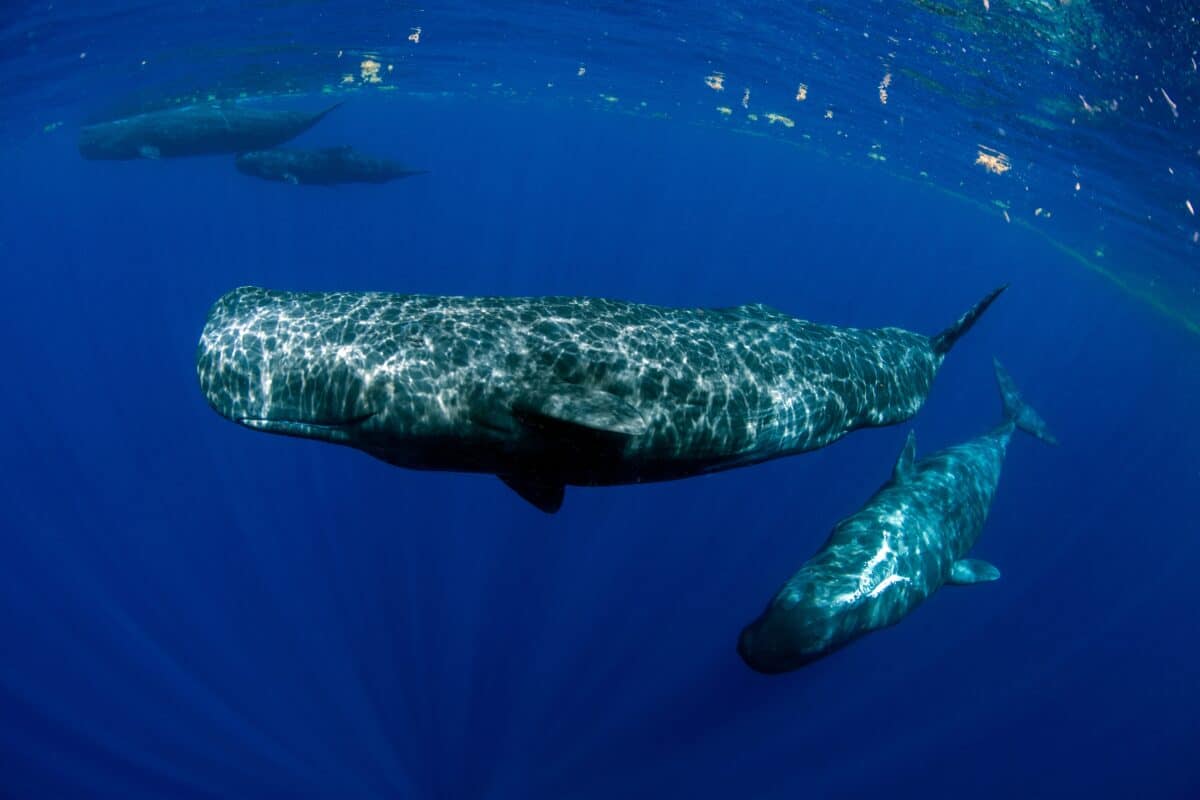 Sperm,Whale,Swimming,In,Dominica,Waters,(photo,Taken,Under,Dominica