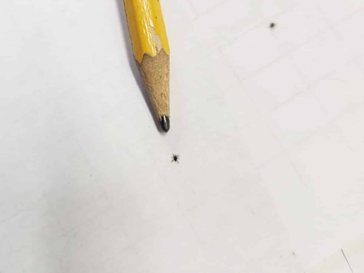 tick